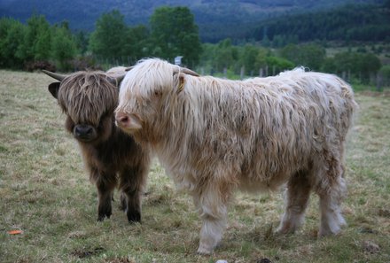 Schottland Familienreise - Familienurlaub Schottland - Highländer Kühe