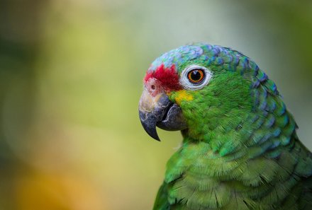 Familienurlaub Costa Rica - Costa Rica for family - Papagei