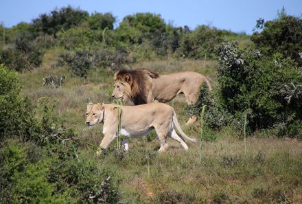Südafrika Familienreise - Südafrika for family individuell - Löwen 