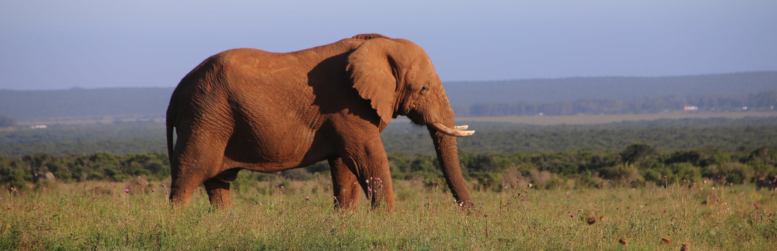 Südafrika mit Kindern - Südafrika Reise mit Kindern - Elefant