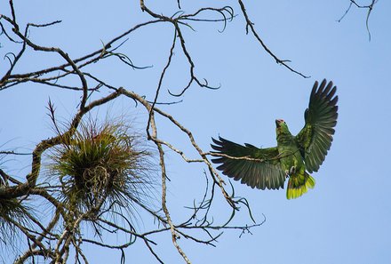Familienurlaub Costa Rica - Costa Rica for family - Fliegende Papageien 