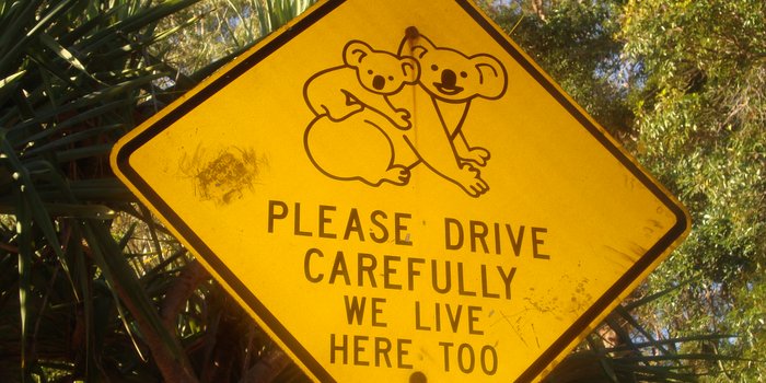 Australien mit Kindern - Australien for Family - Koala Schild