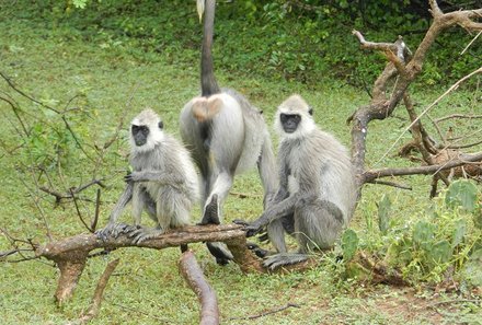 Sri Lanka mit Kindern - Sri Lanka for family - Affen im Yala NationalparkSri Lanka mit Kindern - Sri Lanka for family - Affen im Yala Nationalpark