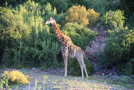 Garden Route mit Kindern individuell - Oudtshoorn - Buffelsdrift Game Lodge - Safari - Giraffe