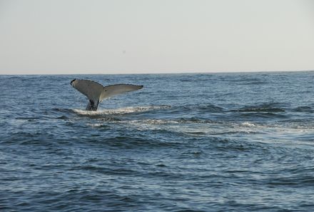 Kapstadt Familienreise - Kapstadt for family individuell - Walflosse ragt aus dem Meer 