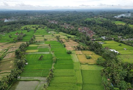 Bali mit Kindern - Bali for family - grüne Reisfelder bei Ubud