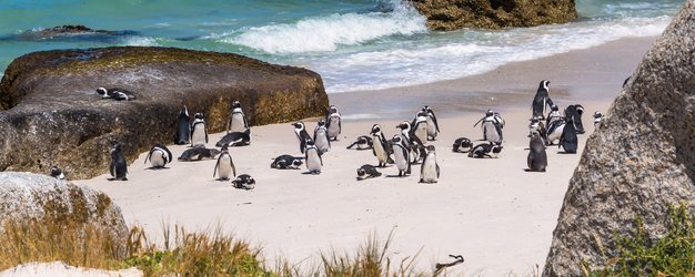 Garden Route for family - Pinguine