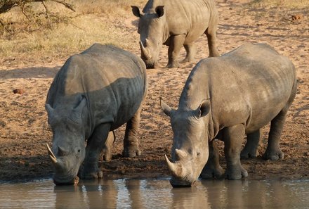 Familienreise Südafrika - Preisvorteilen bei Südafrika Familienreise - Nashörner beim trinken