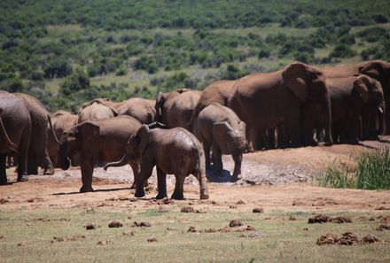 Familienreise Garden Route - Garden Route for family individuell - Elefanten im Addo Nationalpark