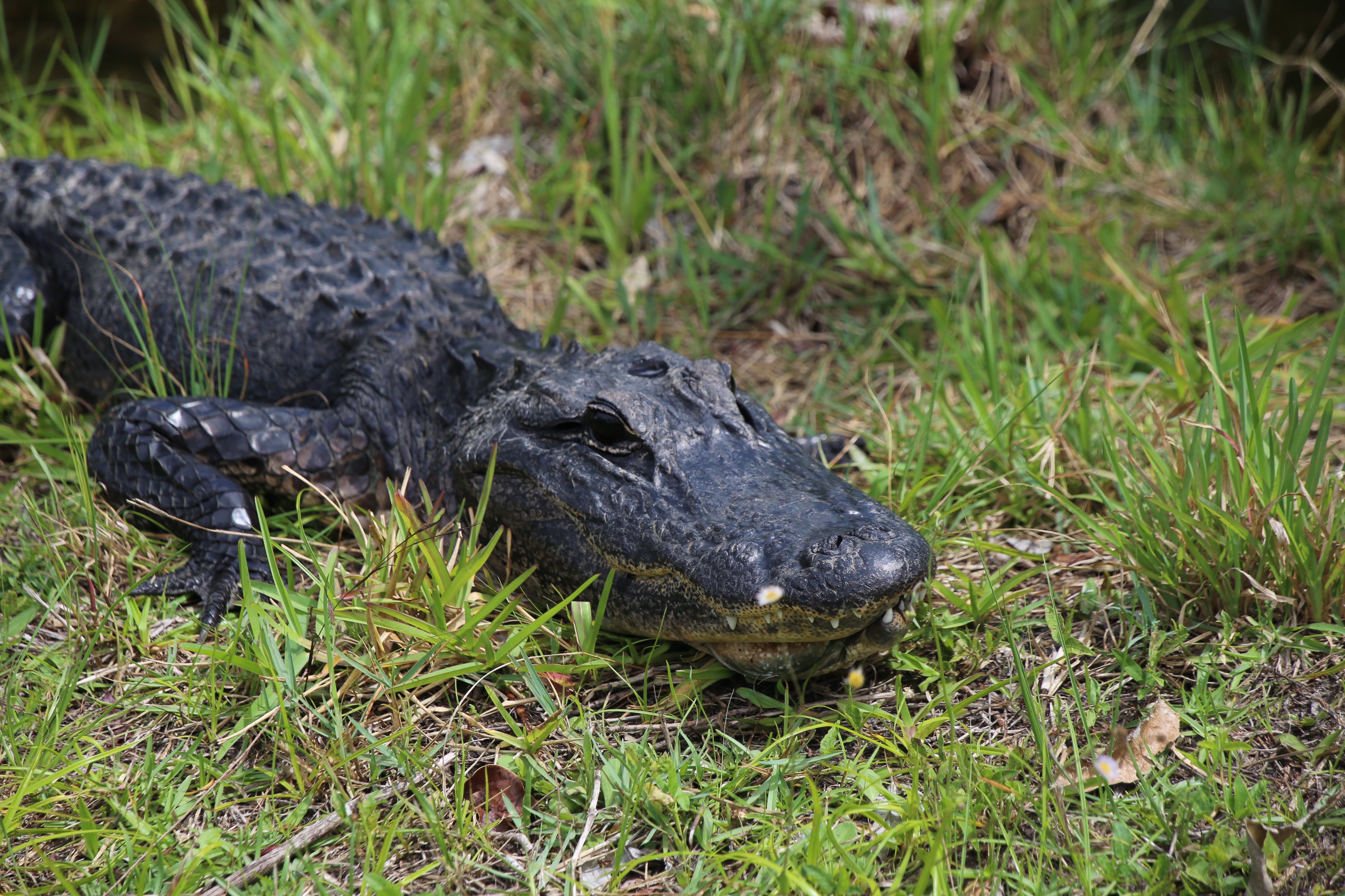 Florida Familienurlaub - Ausflugsziele - Everglades - Alligator