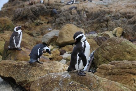 Garden Route mit Kindern  - Pinguine Bettys Bay
