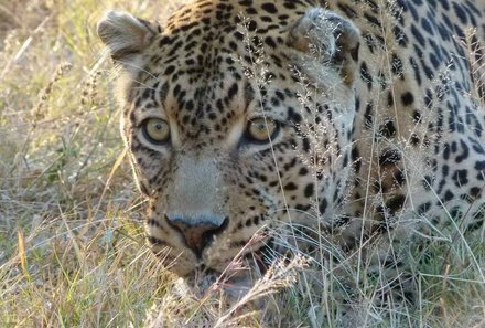 Familienreise Suedafrika_Suedafrika for family_Leopard