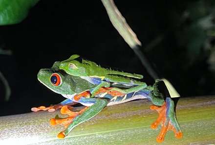 Familienurlaub Costa Rica - Costa Rica for family - Frosch
