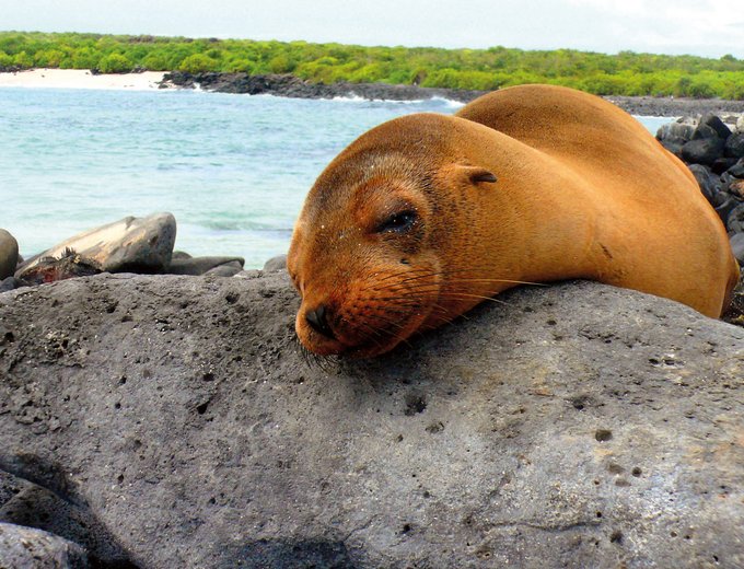 Galapagos Familienreise - Galapagos for family - Robbe am Strand