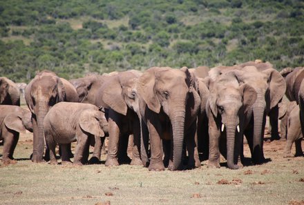 Garden Route mit Kindern - Reisebericht zu Südafrika Reisen mit Kindern - Elefanten