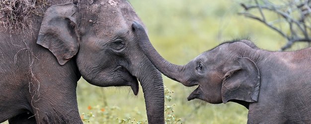 Familienreisen Sri Lanka - Sri Lanka for family Summer  - Elefanten