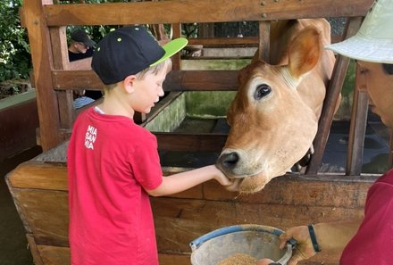 Familienurlaub Costa Rica - Costa Rica for family - Kuh füttern