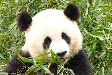 China Familienreise - China mit Kindern - Panda