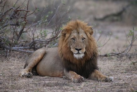 Südafrika mit Kindern - Südafrika Reise mit Kindern - Krüger Nationalpark - Löwe