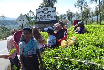 Sri Lanka Familienreise - Sri Lanka mit Kindern - Teeplantage