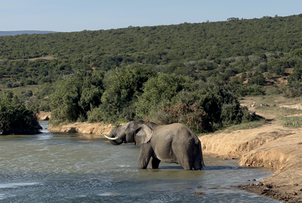 Südafrika mit Kindern - Südafrika Reise mit Kindern - Elefanten im Wasser - Addo Elephant Nationalpark