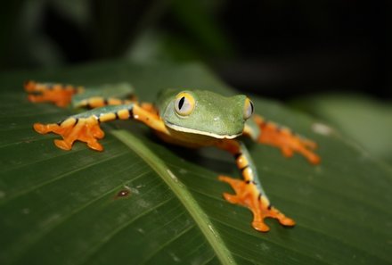 Familienurlaub Costa Rica - Costa Rica for family - Frosch