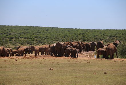 Garden Route mit Kindern - Reisebericht zu Südafrika Reisen mit Kindern - Addo Elephant Park