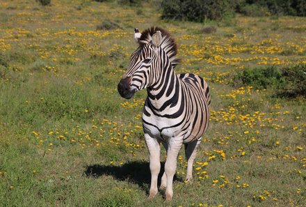 Südafrika mit Kindern - Südafrika Reise mit Kindern - Zebra - Addo Elephant Nationalpark
