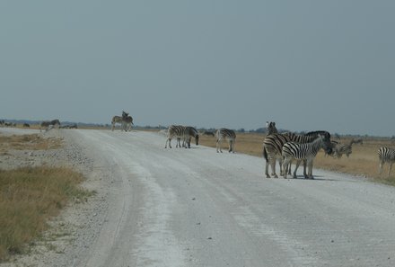 Namibia Familienreise - Namibia for family individuell - Straße zum Etosha - Zebras