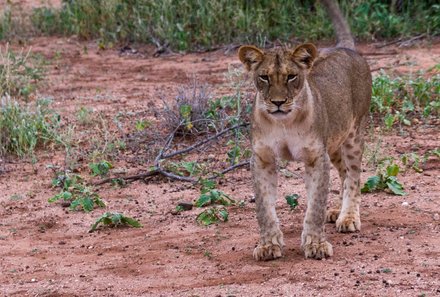 Kenia Familienreise - Kenia for family individuell deluxe - Safari im Tsavo West Nationalpark - junger Löwe