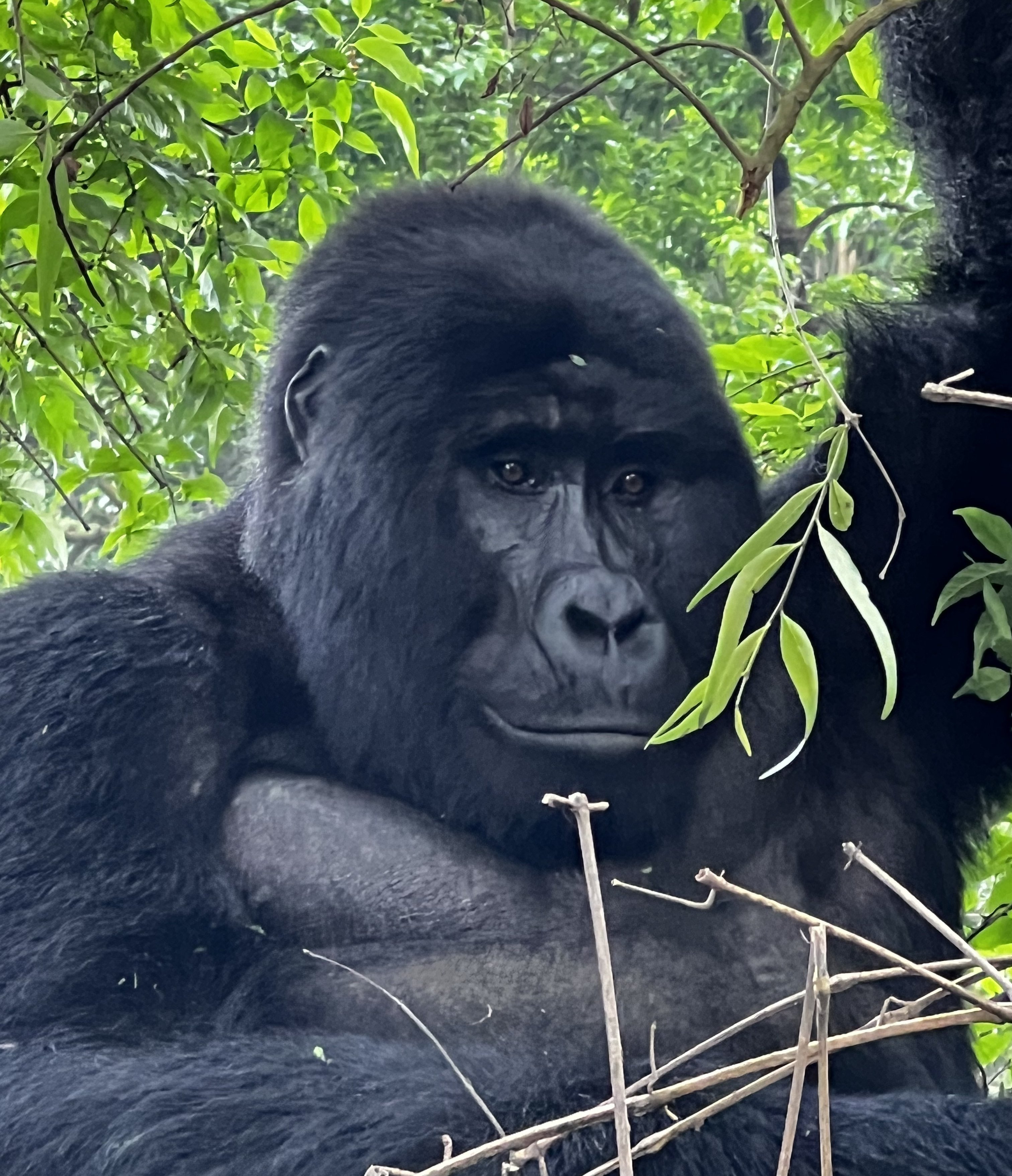 Uganda mit Kindern - Uganda Reisen mit Kindern - Gorilla-Tracking im Bwindi Impenetrable Forest