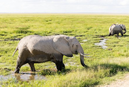 Kenia Familienreise - Kenia Family & Teens - Elefant im Amboseli Nationalpark