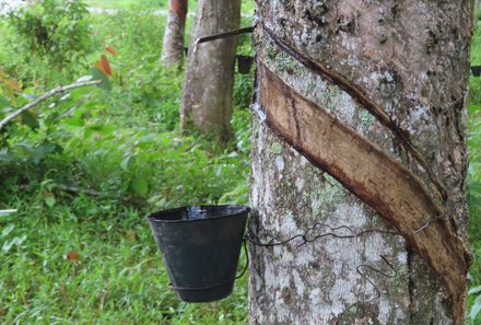 Familienurlaub Malaysia & Borneo - Malaysia & Borneo for family individuell - Malakka - Fahrradtour - Wasser aus Baum