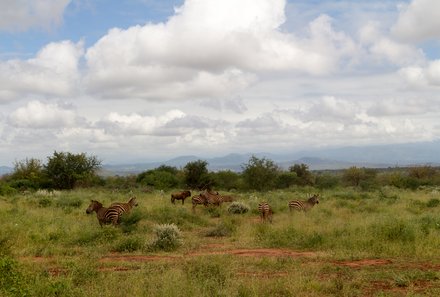 Kenia Familienreise - Kenia Family & Teens - Fahrt zum Tsavo Ost Nationalpark - Zebras