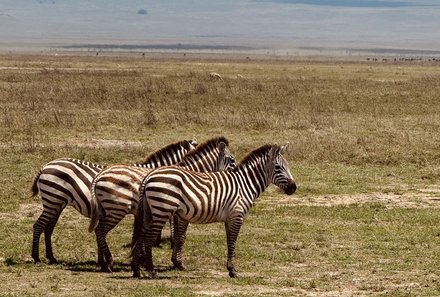 Tansania Familienreise - Tansania for family individuell - Familienabenteuer Tansania - Zebras am Ngorongoro Krater