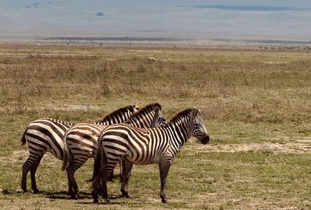 Serengeti mit Kindern individuell - Best of Familiensafari Serengeti - Zebras in der Ngorongoro Conservation Area