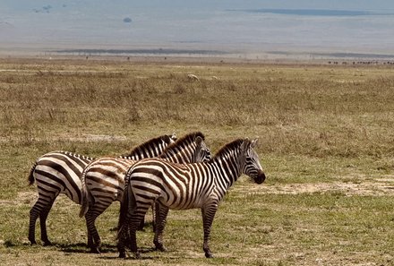 Tansania Familienreise - Tansania Family & Teens - Ngorongoro Krater - Zebras