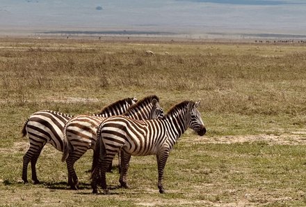 Tansania Familienurlaub - Tansania for family - Drei Zebras