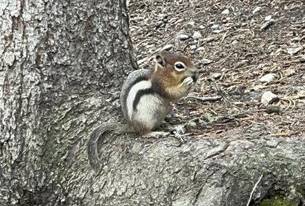 Westkanada for family - Familienurlaub Kanada - Eichhörnchen im Wald