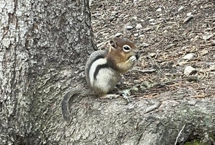 Westkanada Camping for family - Rocky Mountains mit Kindern - Eichhörnchen