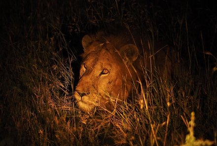 Serengeti mit Kindern individuell - Best of Familiensafari Serengeti - Grumeti Area - Nahaufnahme Löwe bei Nacht - Tansania deluxe 