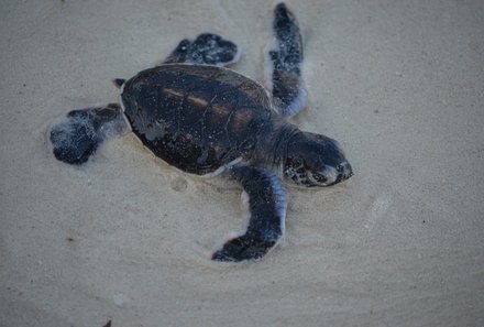 Kenia Familienreise - Kenia for family individuell - Strand & Buschabenteuer - Schildkröte