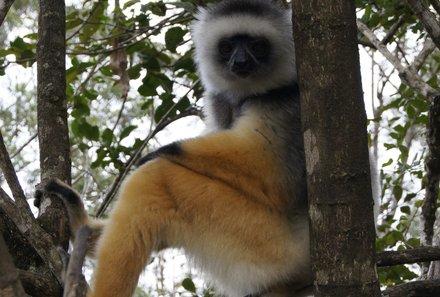 Familienurlaub Madagaskar - Madagaskar for family - Sifaka sitzt auf Baumstamm