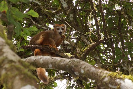 Madagaskar Familienreise - Madagaskar Family & Teens - crowned Lemur