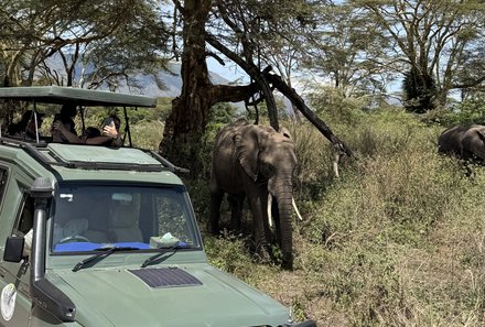 Tansania Familienurlaub - Tansania for family - Elefanten bei der Jeepsafari