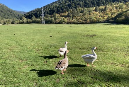 Albanien Familienreise - Albanien for family individuell - Gänse bei Farma Sotira