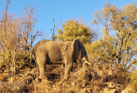 Südafrika individuelle Familienreise - Safari & Strand - Pilanesberg Nationalpark - Elefant