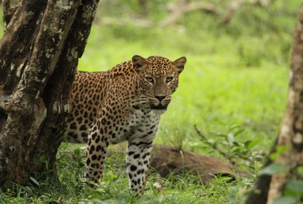 Sri Lanka Sommerurlaub mit Kindern - Leopard im Minneriya Nationalpark