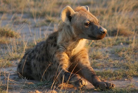 Kenia mit Kindern - Kenia for family individuell deluxe - Hyäne