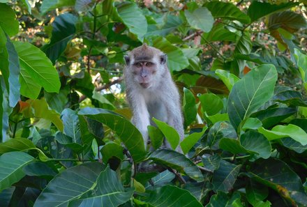 Malaysia & Borneo mit Kindern - Malaysia & Borneo Teens on Tour - Kleiner Affe